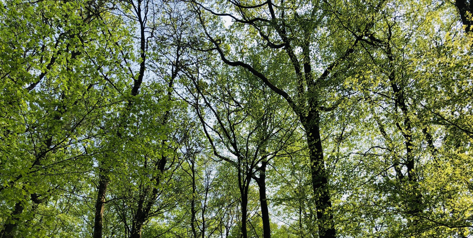 Les Méditations…en forêt